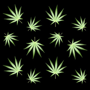 Multi-layered Cannabis on Black