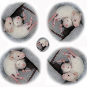 Baby Ratties