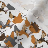 Small Welsh Corgi portrait pack