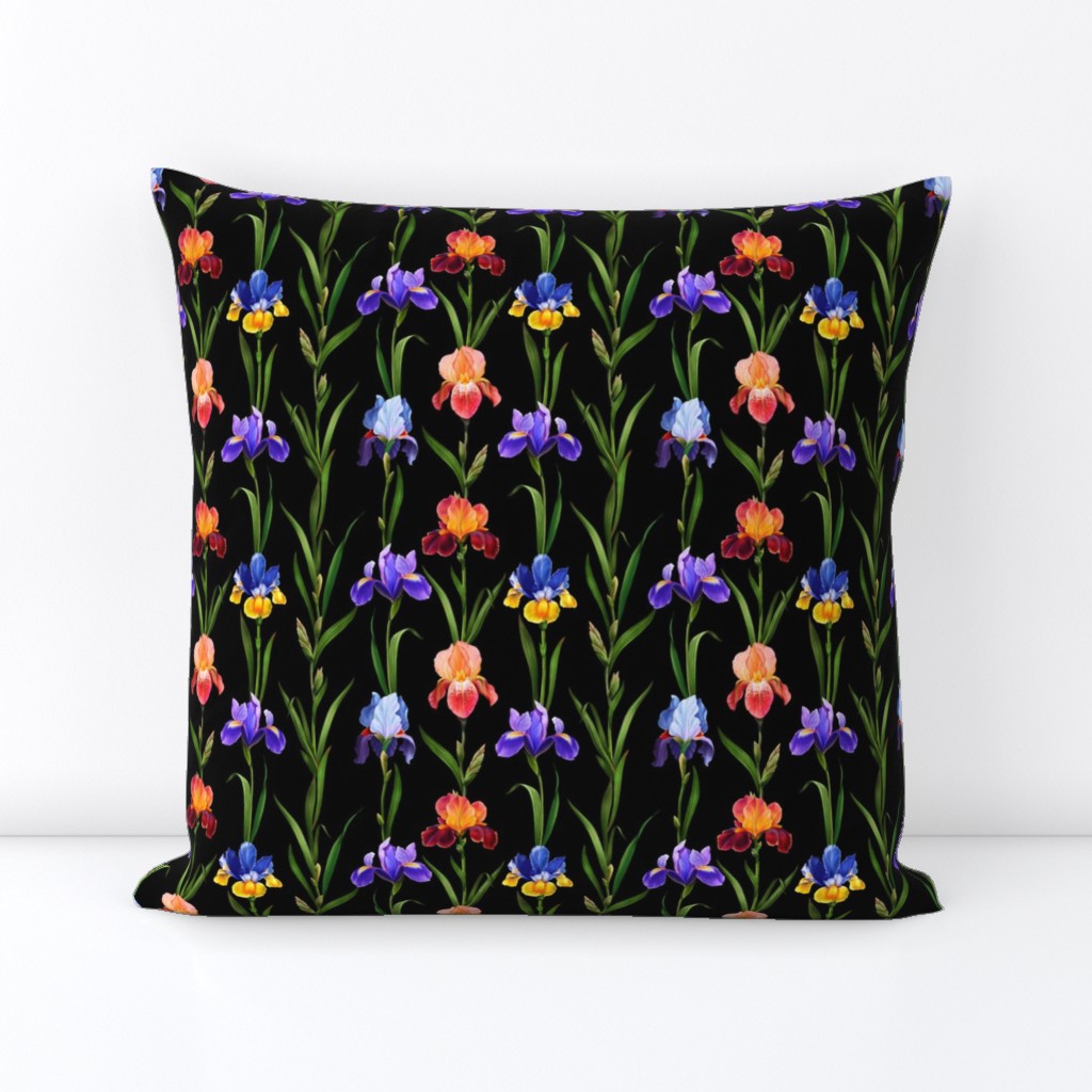 Colorful irises