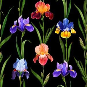 Colorful irises