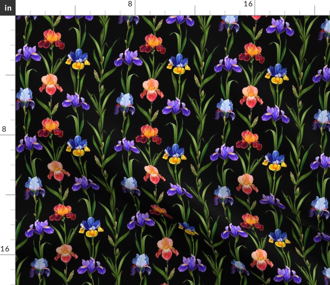 Colorful irises