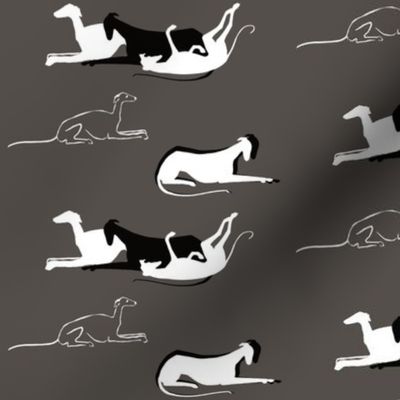 Greyhounds and Galgos