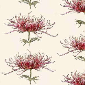 pink-chrysanthemum_mum