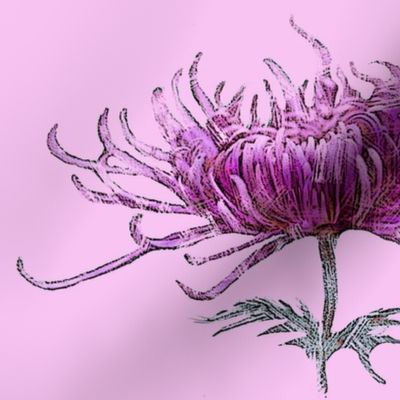 _chrysanthemum_magenta