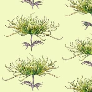 lime-green-chrysanthemum