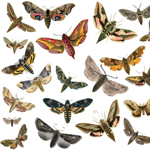 Flying Moths 2