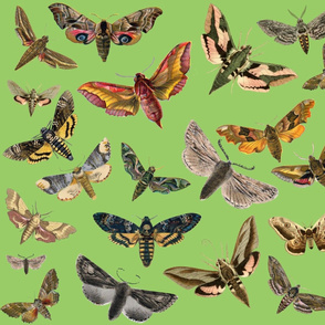 Army Green Flying Moths