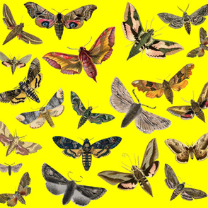 Bright Yellow Flying Moths
