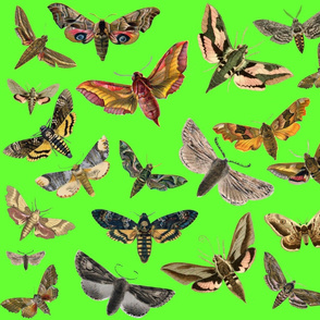 Lime Green Flying Moths