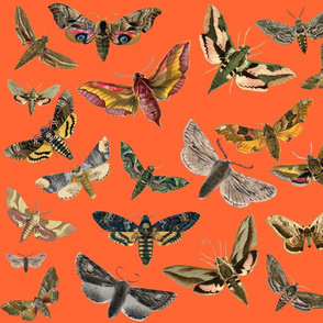 Orange Flying Moths