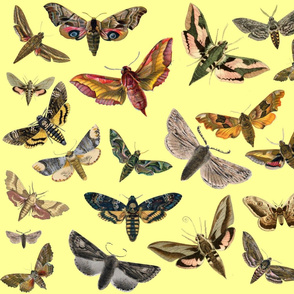 Yellow Flying Moths
