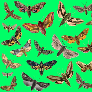 Turquoise Green Flying Moths