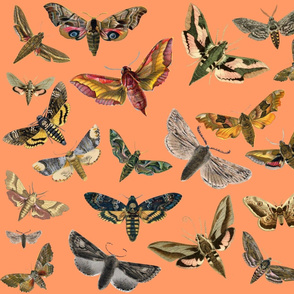 Peach Flying Moths