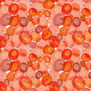 Opihi orange and red