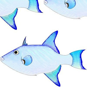 Ocean Triggerfish