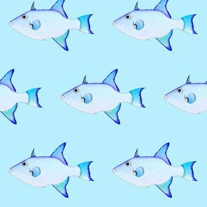 Ocean Triggerfish on blue