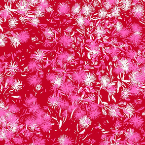 Pink bubblegum & White Asters (chili red)