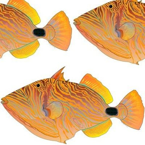 Orange-lined Undulate Triggerfish