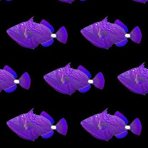 Orange-lined Triggerfish in purples