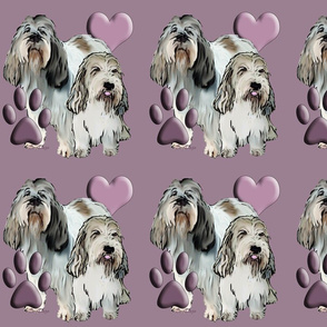 Petite Basset Griffon Vendeen