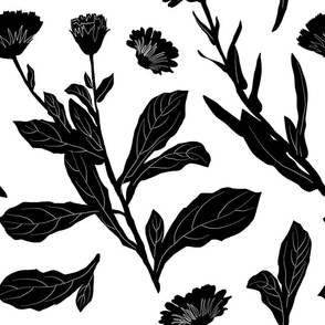 Calendula + Marigolds in Black + White