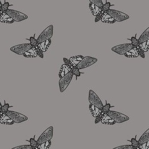Grey Moth 