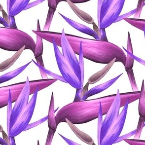 Bird of Paradise - Lilac and White