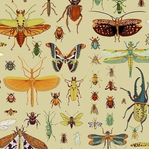 An insect miscellany