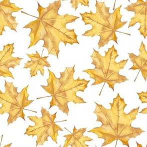 Yellow maple leaves