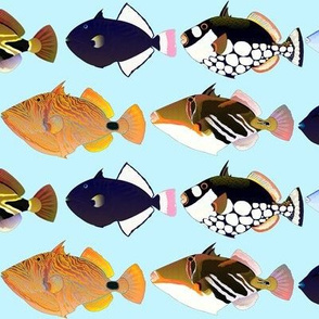 8 triggerfish on light blue