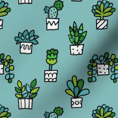 Cactuse ad succulents