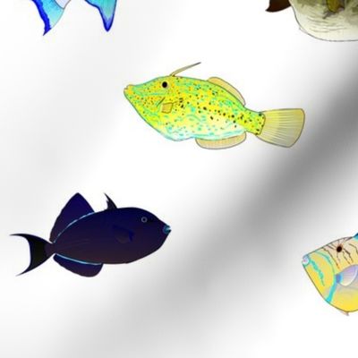 Atlantic Triggerfish Scatter