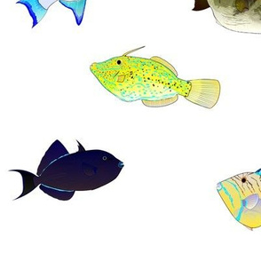 Atlantic Triggerfish Scatter