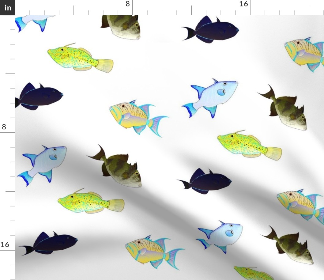 Atlantic Triggerfish Scatter