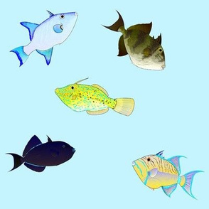 Atlantic Triggerfish Scatter on light blue