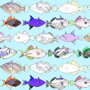 7 triggerfish as  outlines