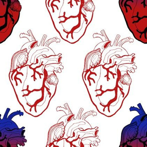 Anatomical Red Hearts