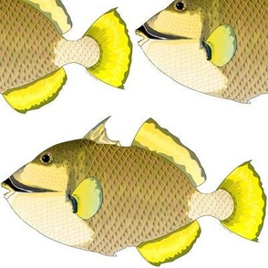 Titan Triggerfish