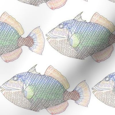 Titan Triggerfish Outlines