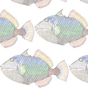 Titan Triggerfish Outlines