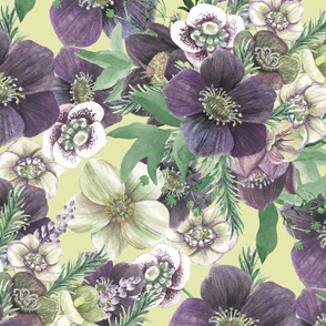 Garden flowers - hellebores