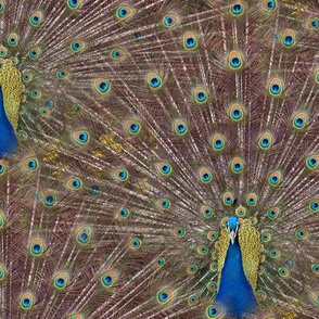 Peacocks Are Showgirls At Heart