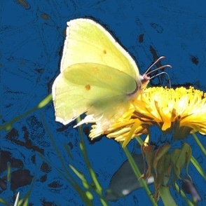 Brimstone on dandelion