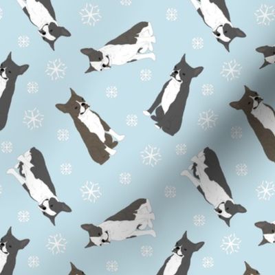 Tiny Boston terriers - winter snowflakes