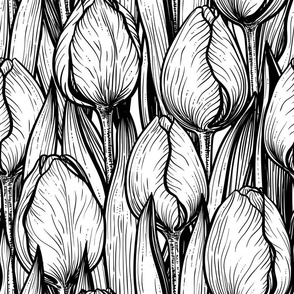 Tulips in black and white