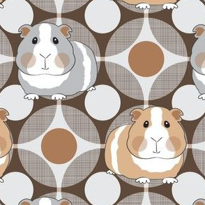 guinea pigs on geometric circles