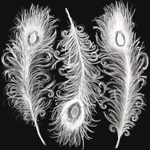 White Peacock Feathers 