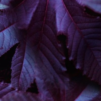 Purple and-Blue Leafy Plant 