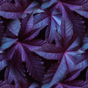 Purple and-Blue Leafy Plant 
